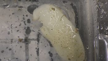 Media type: image;   Invertebrate Zoology 153115 Description: live specimen;